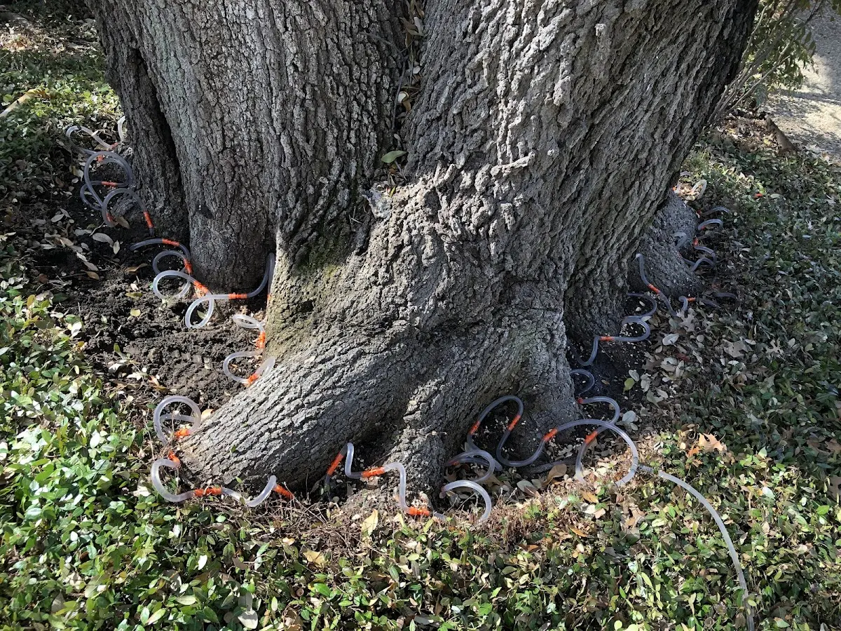 Detailed Tree Cabling and Bracing job site in Seneca